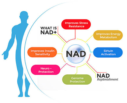 NAD+ – Herts And Essex Supplies
